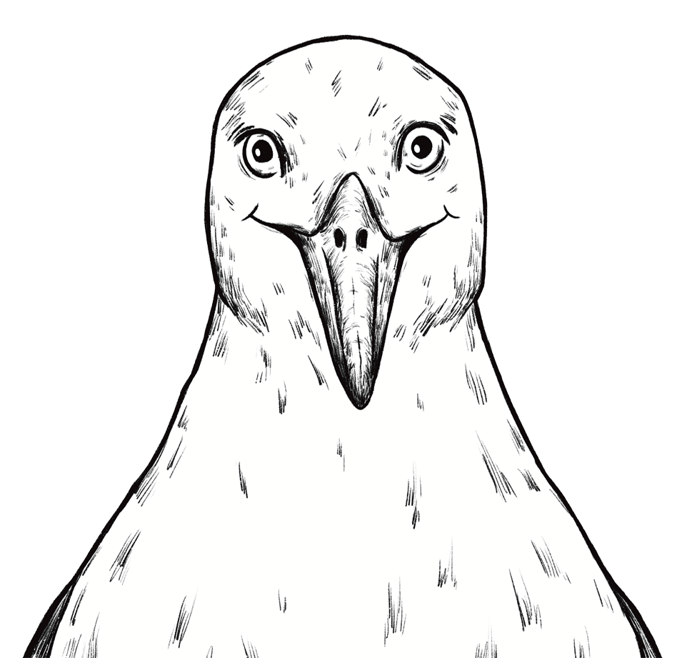Ein schwarz-weißes Zeichnung zeigt einen Vogel direkt von vorne. Die Details des Gefieders und des Schnabels sind klar dargestellt. Der Hintergrund ist einfarbig schwarz.