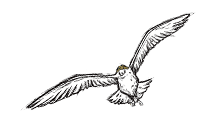 Illustration eines Vogels im Flug mit ausgebreiteten Flügeln vor einem abstrakten Hintergrund. Der Vogel hat einen gelben Fleck auf dem Kopf.