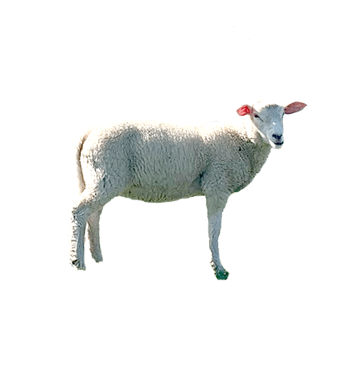 Ein Schaf mit weißem, wolligem Fell und rosa Ohren steht auf grünem Gras vor einem hellen Hintergrund. Es blickt seitlich nach rechts.